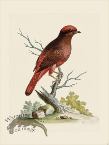 Edwards 039 Red Bird